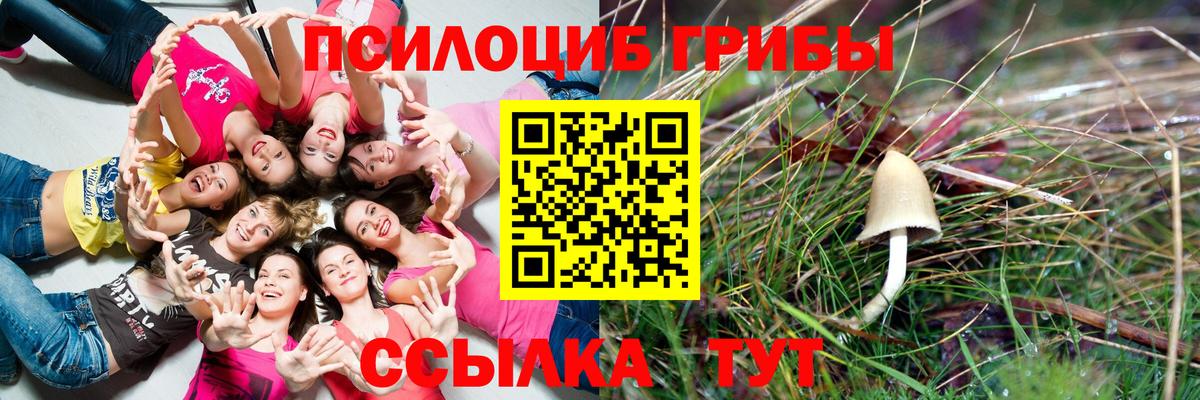 Псилоцибиновые грибы Psilocybine cubensis Камень-на-Оби
